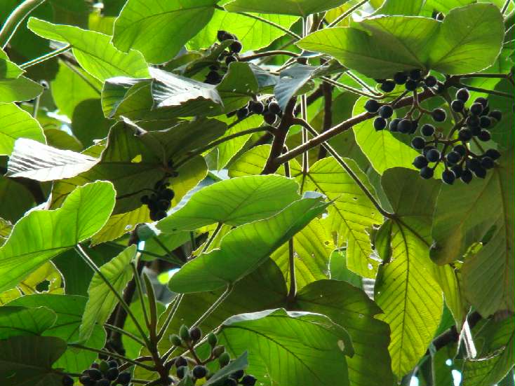 Embaúba de vinho Pourouma guianensis
